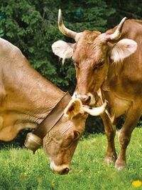 FondsGoetheanum: Landwirtschaft